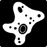 amoeba